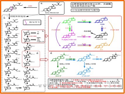 魏东芝团队在甾体药物代谢机制及生产新技术上取得重要突破