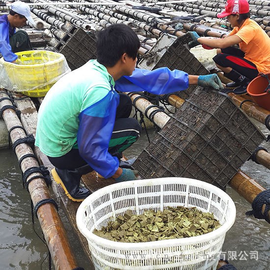 海区鑫海景鲍鱼养殖配合饲料投喂