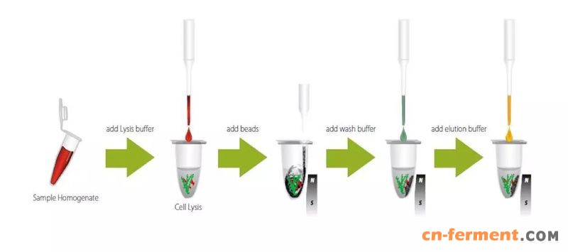 带你认识磁珠法核酸提取