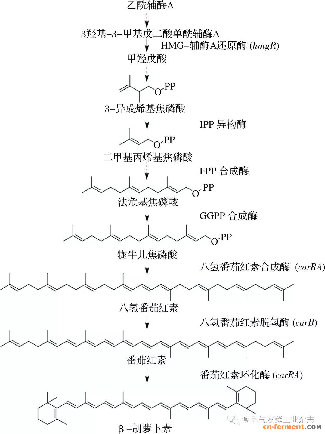 hu等对三孢布拉氏霉菌合成类胡萝卜素途径中的关键酶及其作用进行了