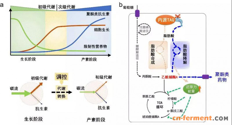 张立新向文胜王为善合作发表链霉菌聚酮类药物产量提升的高效策略