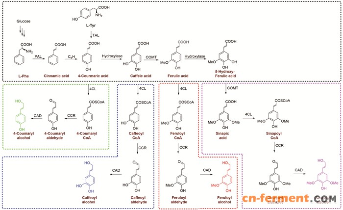 基于莽草酸途径微生物合成芳香族化合物