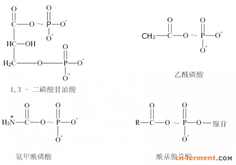 高能磷酸化合物磷酸化合物在生物机体的能量转换过程