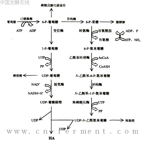 圖3-2鏈球菌及其莢膜光鏡照片