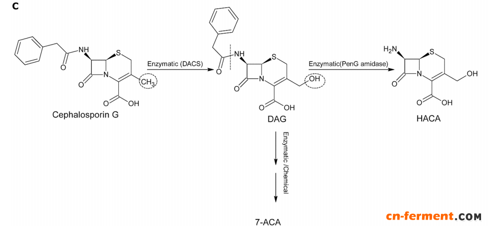 定向進化脫乙酰頭孢菌素c合成酶實現半合成頭孢菌素的生物轉化