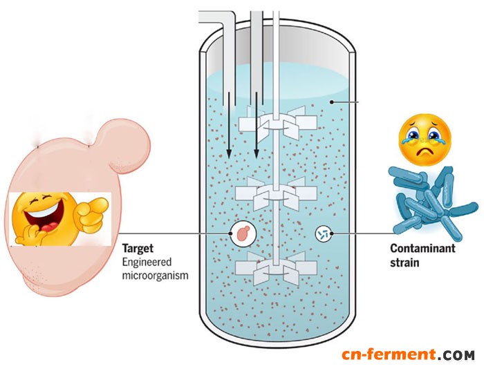 工程菌健身新思路異生素輔佐工業菌株戰勝發酵中雜菌汙染