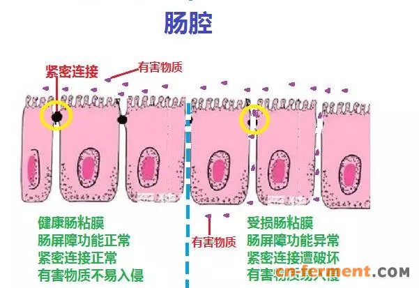 酪酸菌促進腸道發育,增強粘膜屏障功能