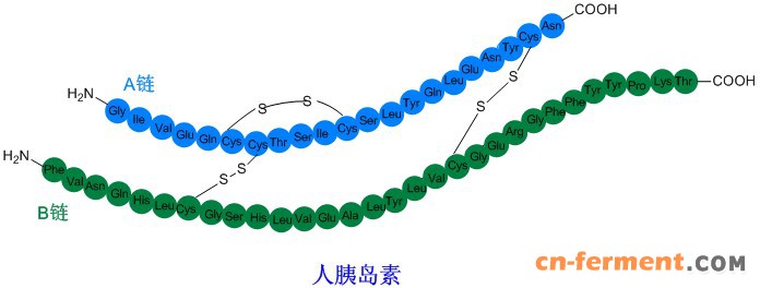 胰岛素合成技术1