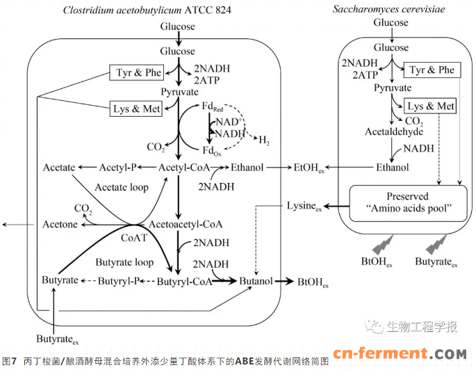 典型工业发酵过程环境变化下的细胞自适应行为与系统优化