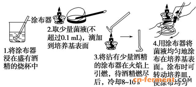 稀释涂布平板法步骤图片