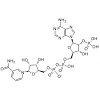 β-烟酰胺腺嘌呤二核苷酸磷酸 NADP