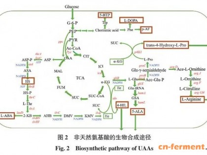 DeepSeek深度思考：如何控制5-氨基乙酰丙酸（5-ALA）的C4和C5发酵途径