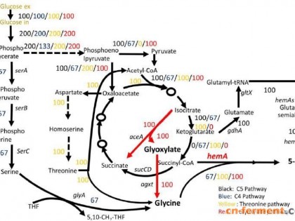 曾安平实验室的5-氨基乙酰丙酸非天然生物合成途径