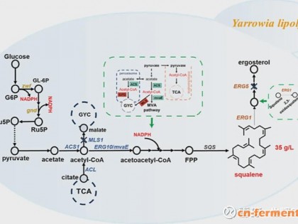 华东理工大学许建和团队实现角鲨烯高水平生物合成，产量达到35g/L